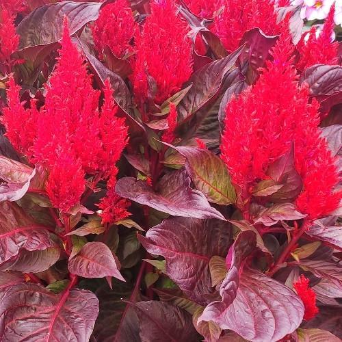 Семена цветов HemGenetics Целозия перистая Arrabona Bronze Leafed Red 50 шт. (BN12454-3)