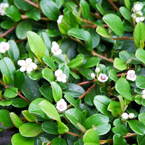 Кизил Floriumьник Florium Rami (18064)