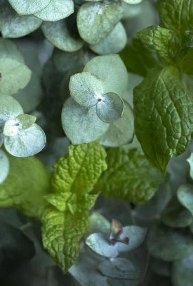 Скраб для тіла Bath&Body Works Aromatherapy Stress Relief Eucalyptus Spearmint (979) - фото 2 Скраб для тіла Bath&Body Works Aromatherapy Stress Relief Eucalyptus Spearmint (979) - фото 2