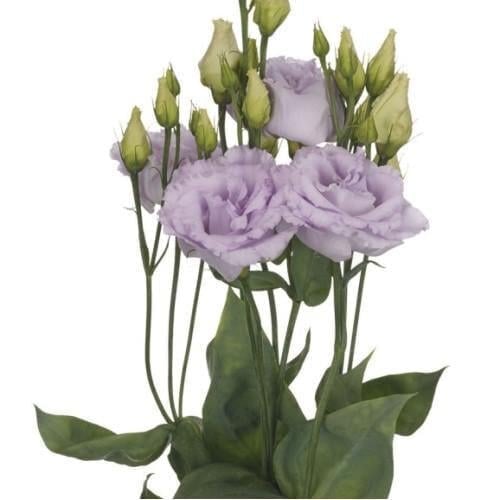Семена цветов Эустома Лизиантус Alissa 1 Lavender Sakata 50 шт. (BN12471-3)