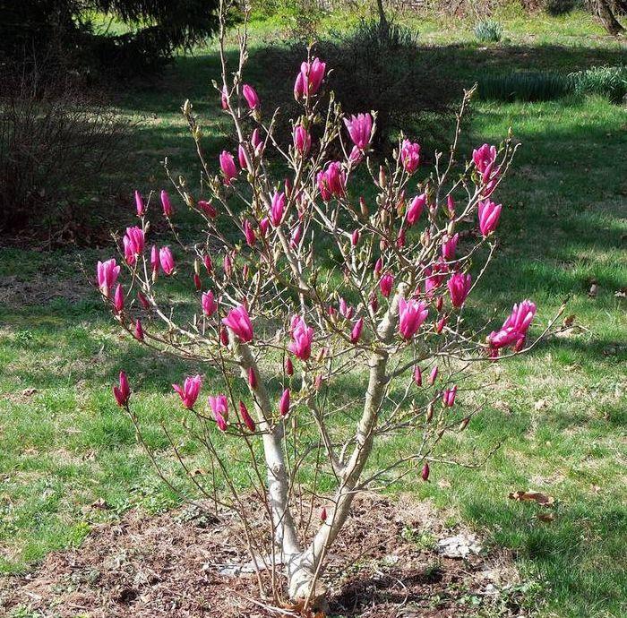 Саджанець магнолії гібридної Magnolia hibrida Bettу Р9 (1037466467) - фото 2 Саджанець магнолії гібридної Magnolia hibrida Bettу Р9 (1037466467) - фото 2
