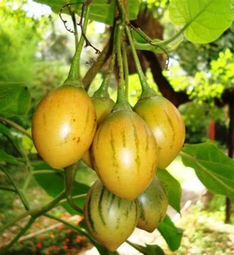 Семена Cyphomandra betacea Yellow Fruit 5 шт. (2178731464)