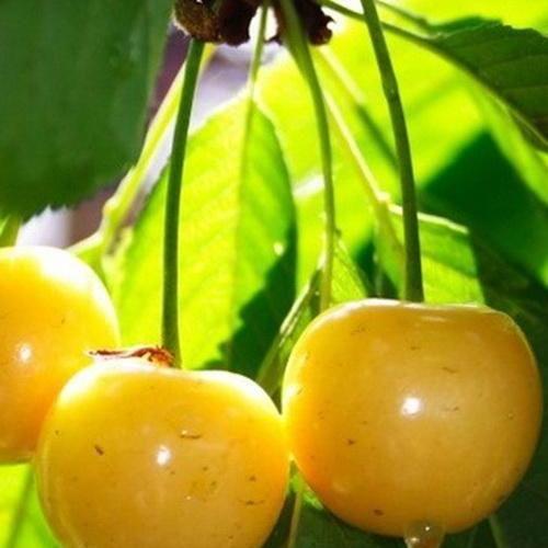 Сажанец Черешня желтая Дрогана желтая летний сорт средний срок созревания (15787)