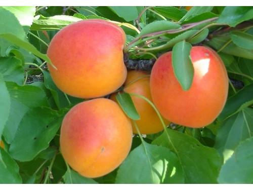 Саджанець абрикоса Світ Кот Ранній сорт (2075115500)