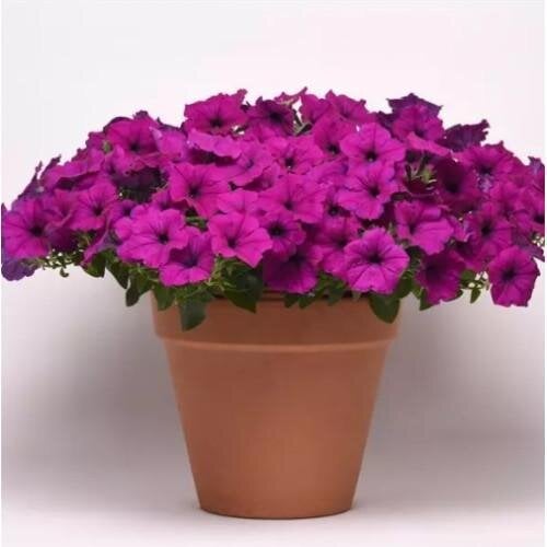 Семена цветов Петуния ампельная EASY WAVE F1 VIOLET PanAmerican 25 шт. (BN02239-3)