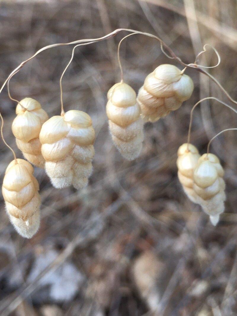 Насіння Бриза Максима 0,25 г трясунка декоративна злакова однорічна Briza maxima сухоцвіт For Hobby GL Seeds - фото 3