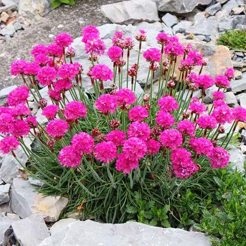 Армерія Florium Dusseldorfer Stolz (11509) Армерія Florium Dusseldorfer Stolz (11509)