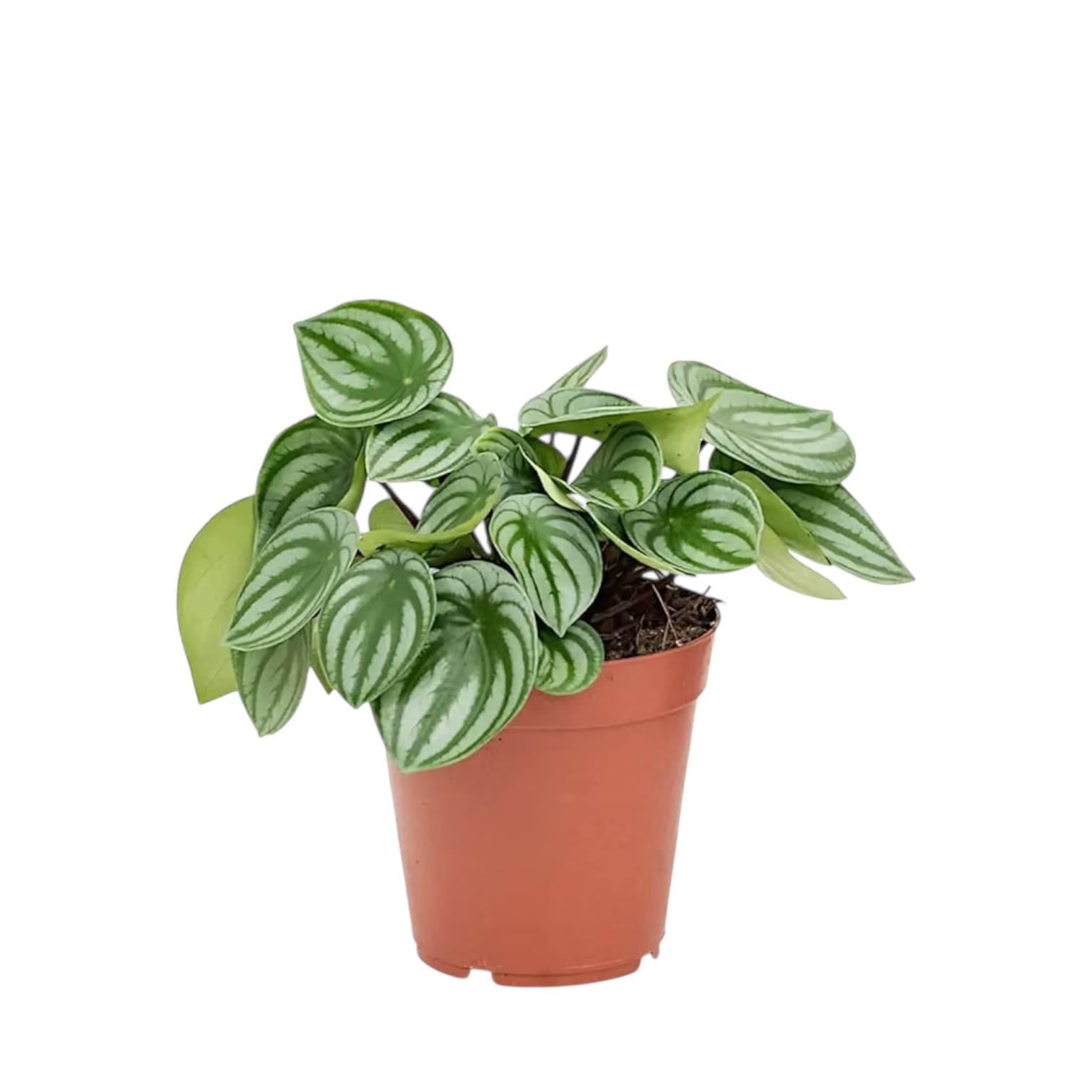 Пеперомия Арбуз 12/25 см (29747786)