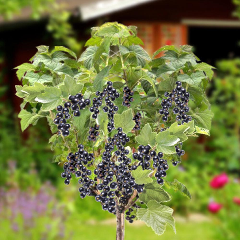 Саджанець смородини на штамбі Вернісаж (14964942)