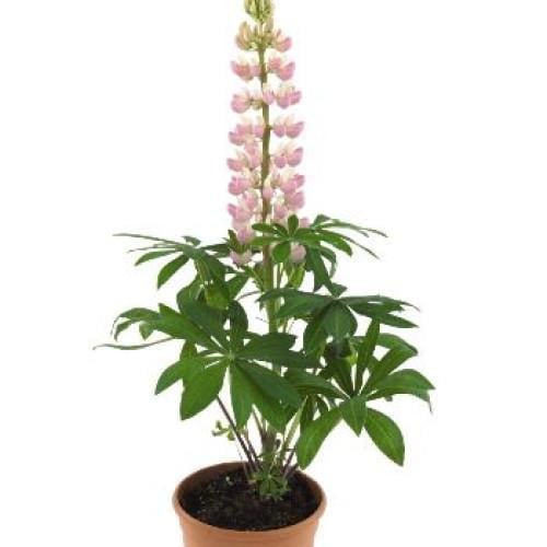 Семена цветов Benary Люпин Lupini Pink Shades 50 шт. (BN08097-3)