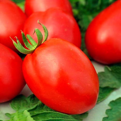 Насіння Томат Florium Галілея F1 (14197)