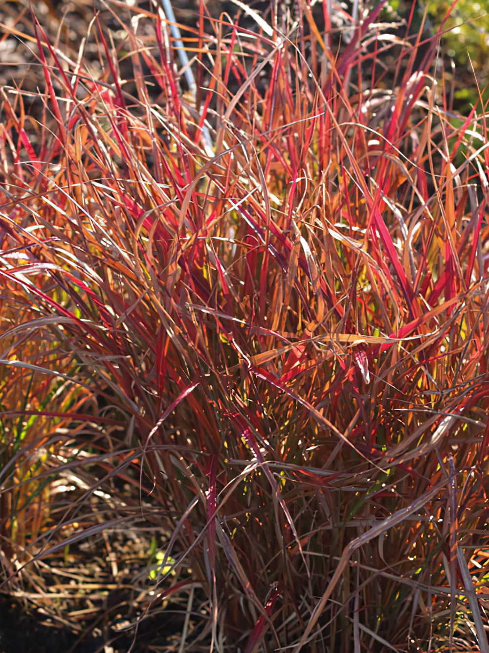 Саджанець Міскантус китайський Перпл Фолл Miscanthus sinensis Purple Fall 3 шт.