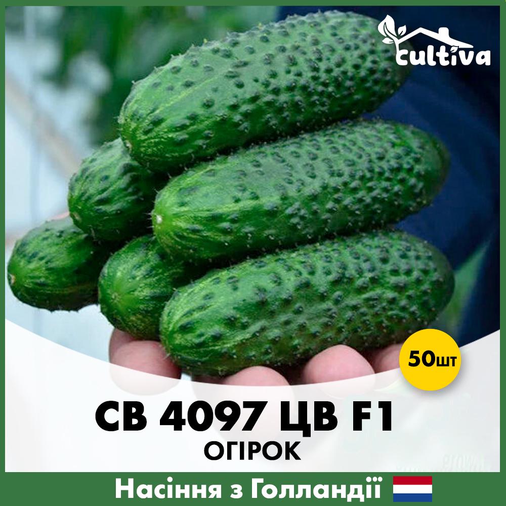 Насіння огірка Seminis СВ 4097 ЦВ F1 50 шт. (O1250)