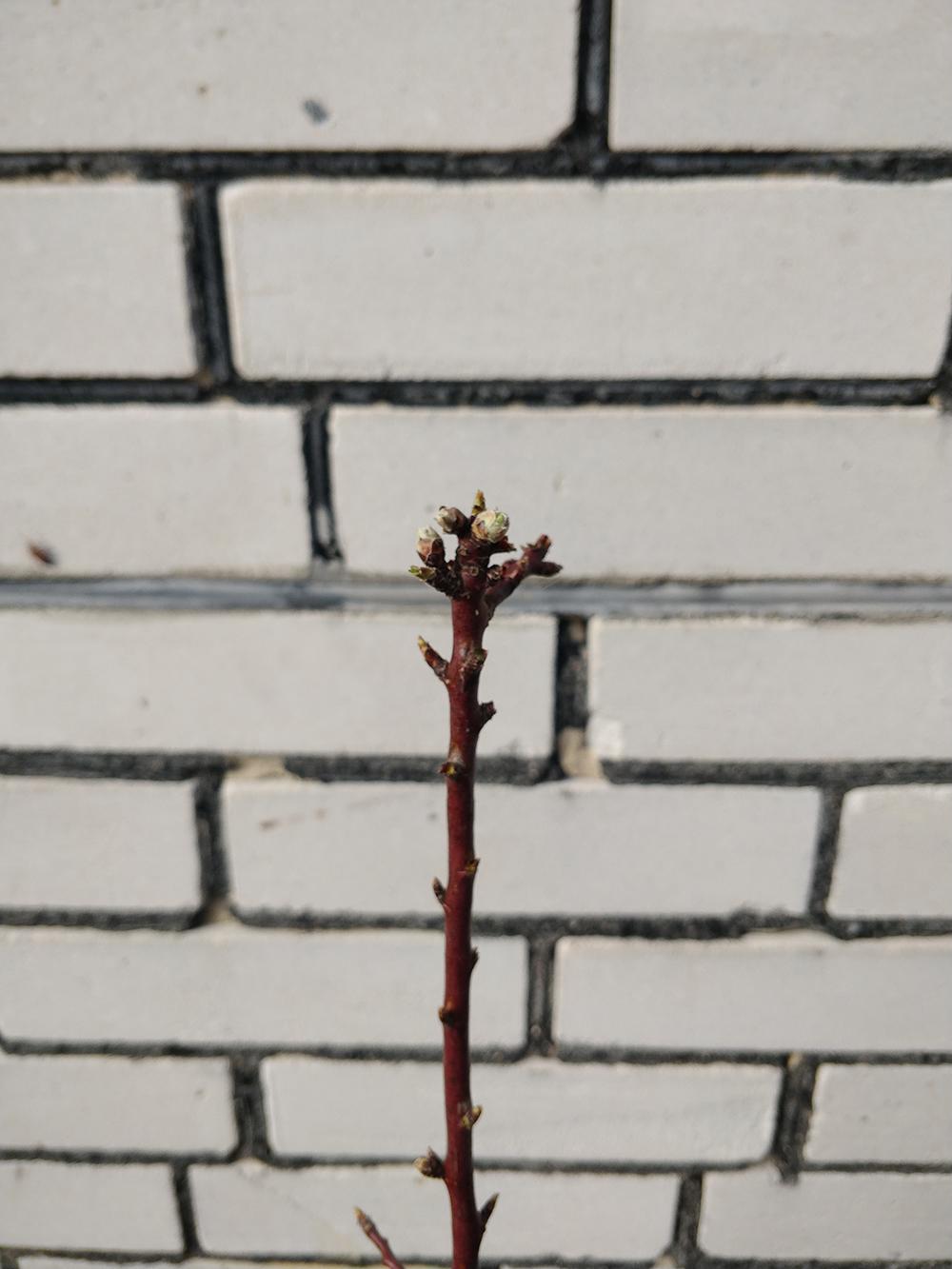 Миндаль сорт Первенец Храмова 1-летний 1 саженец (14896161) - фото 5 Миндаль сорт Первенец Храмова 1-летний 1 саженец (14896161) - фото 5