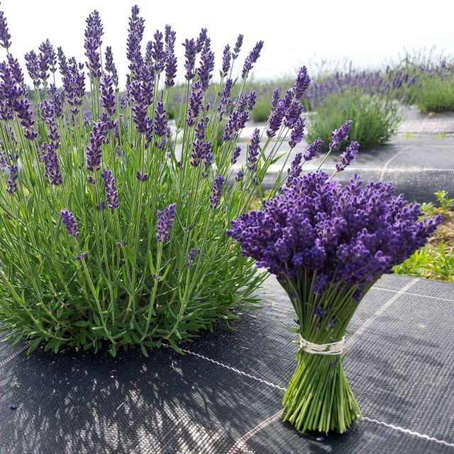 Агротканина проти бур'янів 4,2х50 м Чорний - фото 2 Агротканина проти бур'янів 4,2х50 м Чорний - фото 2