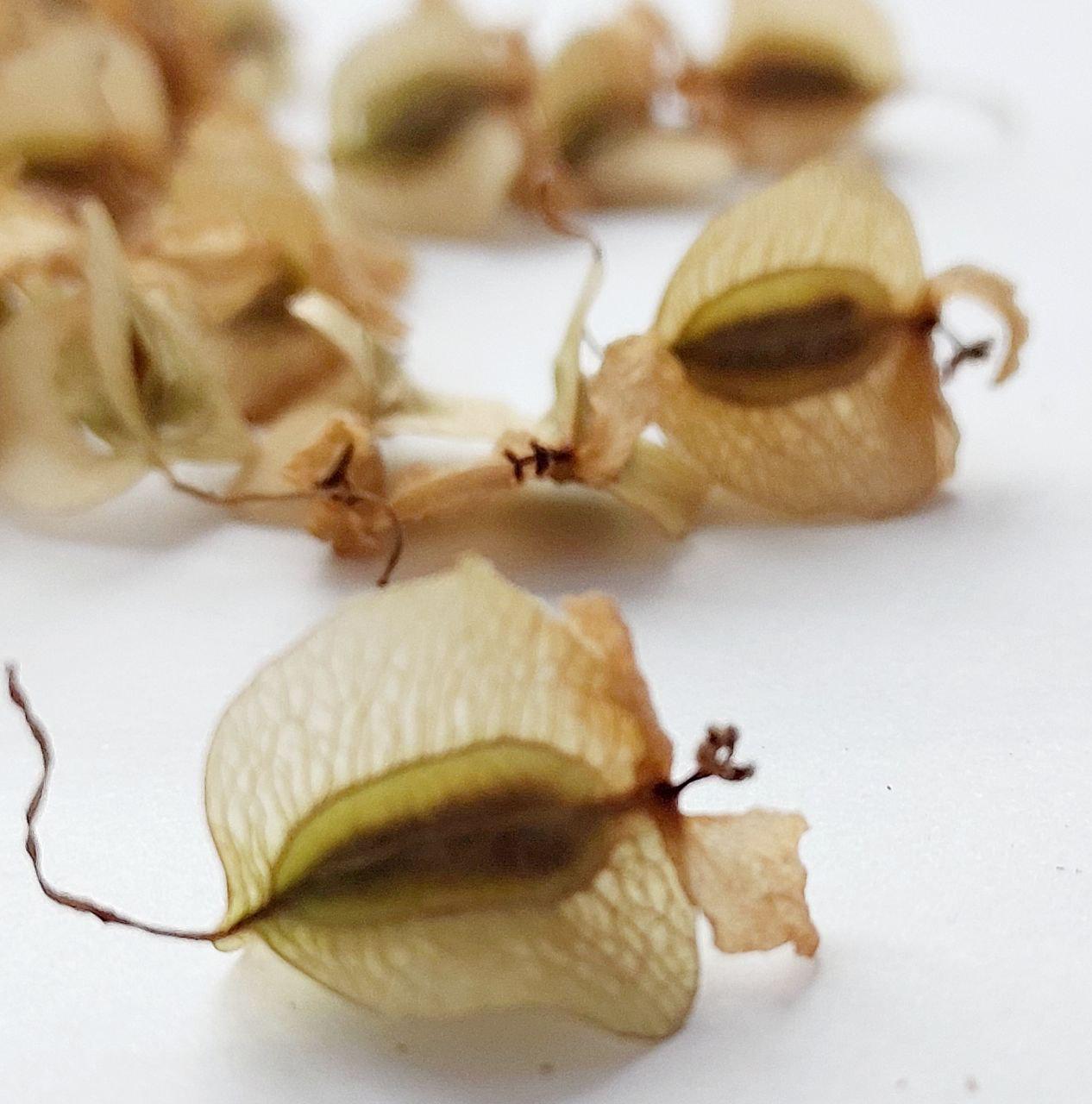 Сухоцвет Бегония для творчества для декора свечей/мыла/косметики/эпоксидной/смолы 20 шт. (С-034) - фото 2