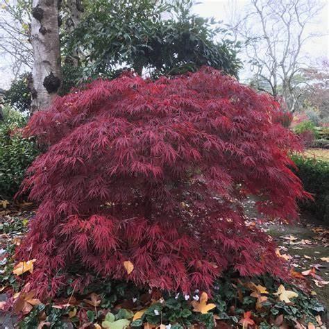 Насіння Клен японський пальмолистий Acer palmatum 10 шт./уп. - фото 2