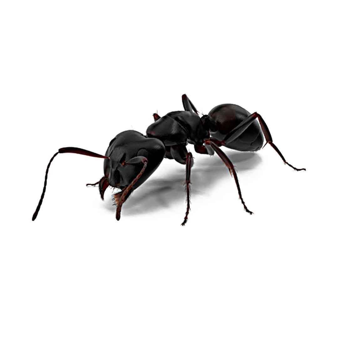 Колония муравьев Camponotus Vagus мураха гігант для мурашиної ферми