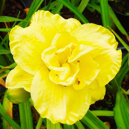 Лилейник Florium Yellow Submarine (18189)