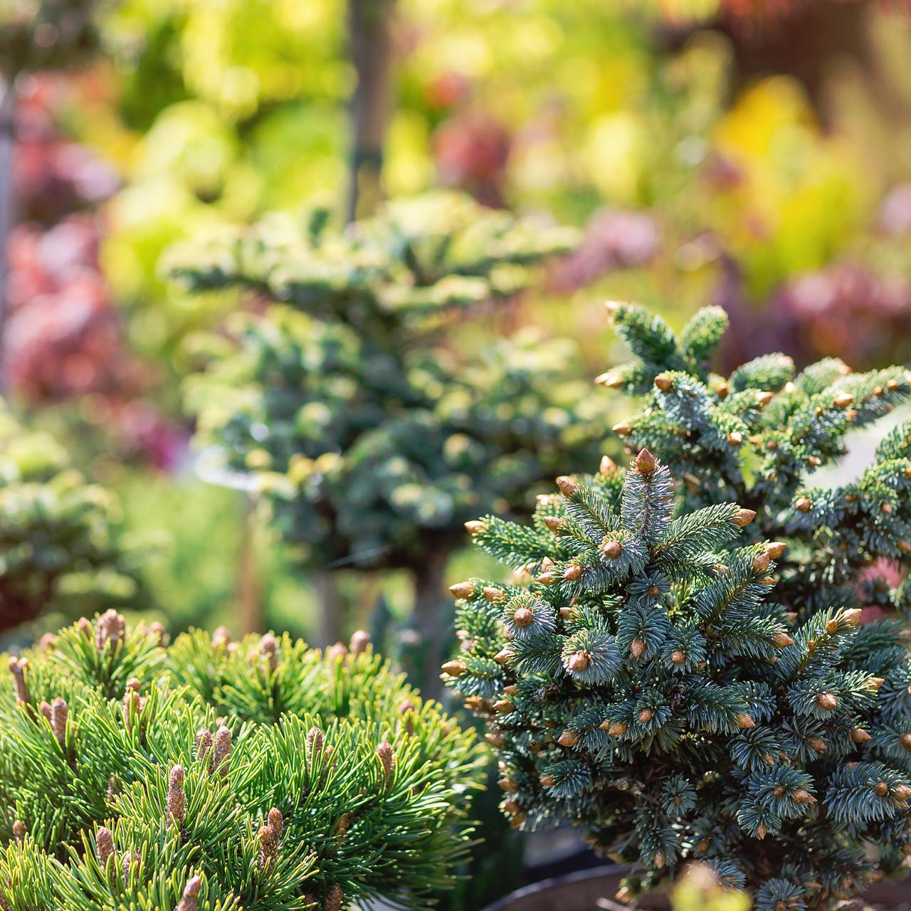 Субстрат Biovita Optima для хвойних та ацидофільних рослин 50 л (A-026046) - фото 3