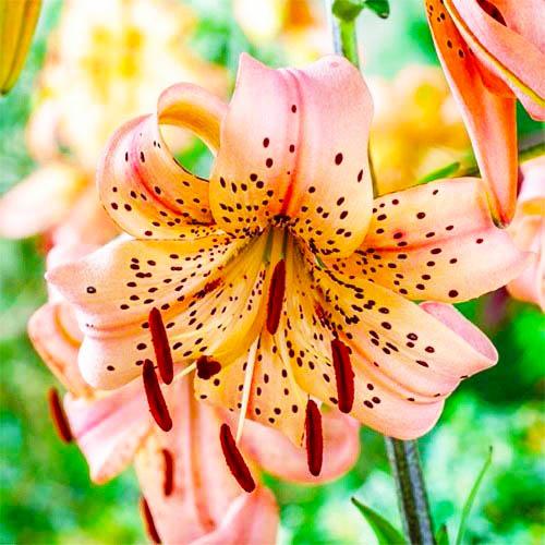 Лилия Florium Pink Giant (8578)