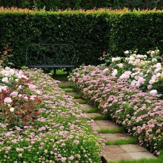 Саженец Спирея японская Little Princess P9 (2-31) - фото 2 Саженец Спирея японская Little Princess P9 (2-31) - фото 2