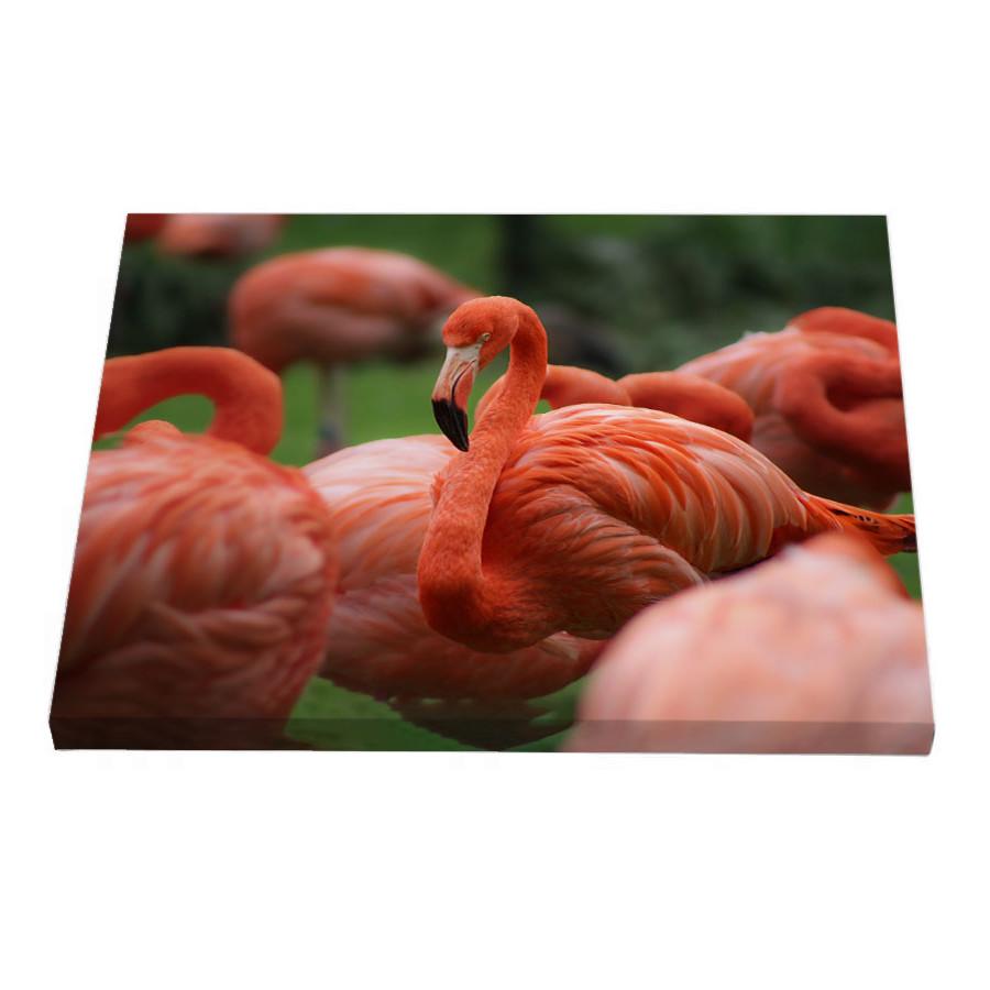 Постер Riviera Blanca Кораловий фламінго 40x50 см (ПС50-117)