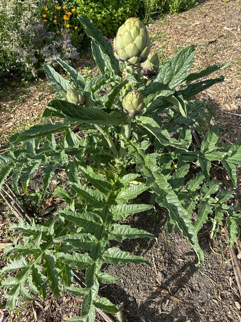 Семена Артишок Грин Глоуб 0,5 г 10 шт. зеленый (RS-00833) - фото 7 Семена Артишок Грин Глоуб 0,5 г 10 шт. зеленый (RS-00833) - фото 7