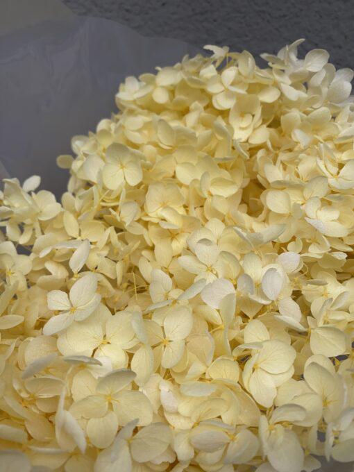 Гортензия стабилизированная на стебле Желтый (15740) Гортензия стабилизированная на стебле Желтый (15740)