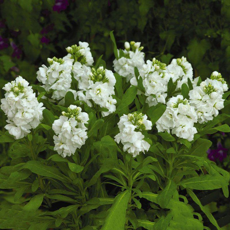 Насіння квітів Левкой Матіола низький Cinderella White Takii 250 шт. (BN08902-2)