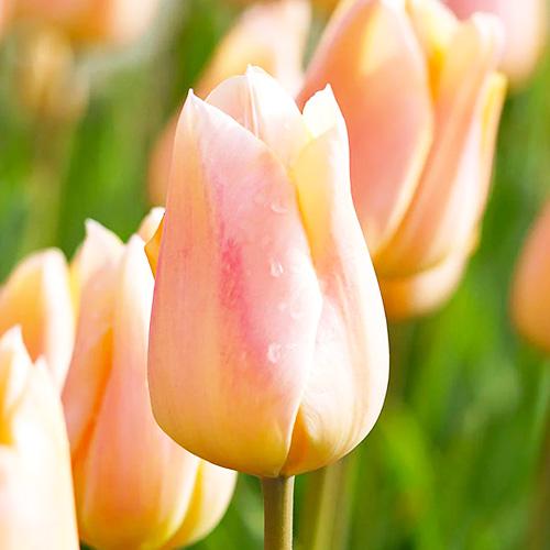 Тюльпан Florium Apricot Beauty (11076) - фото 2