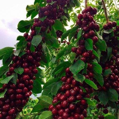 Сажанец Черешня Черный принц (52721)