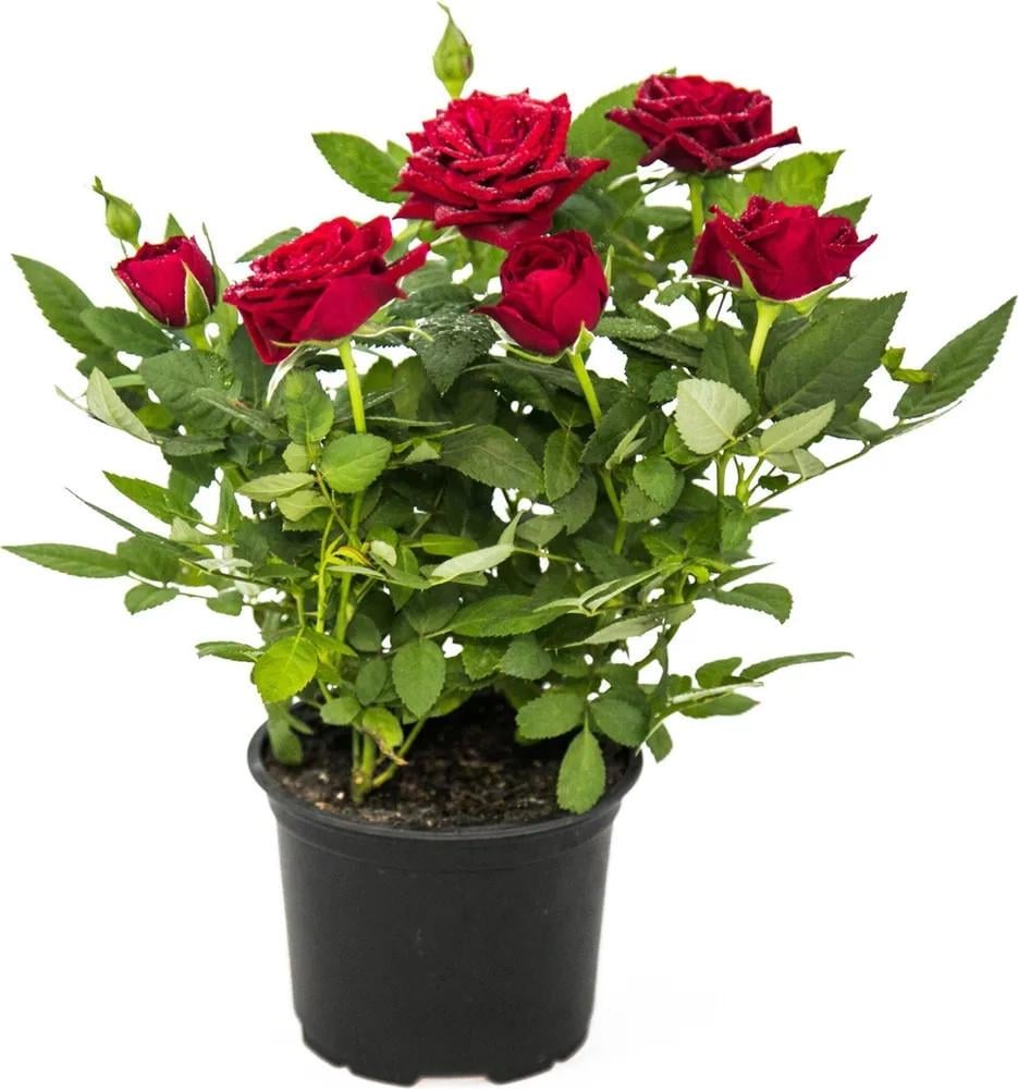 Семена комнатная роза красная крупные цветки 10 шт.