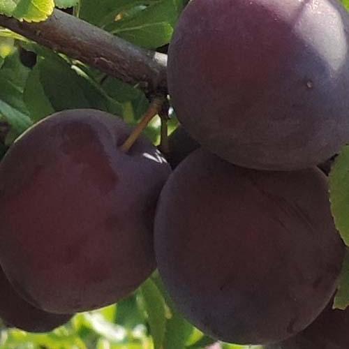 Сажанец Абрикос Монарези Черный летний сорт поздний срок созревания (101855) Сажанец Абрикос Монарези Черный летний сорт поздний срок созревания (101855)