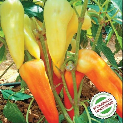 Насіння Перець Florium Акорд F1 (15896) - фото 2