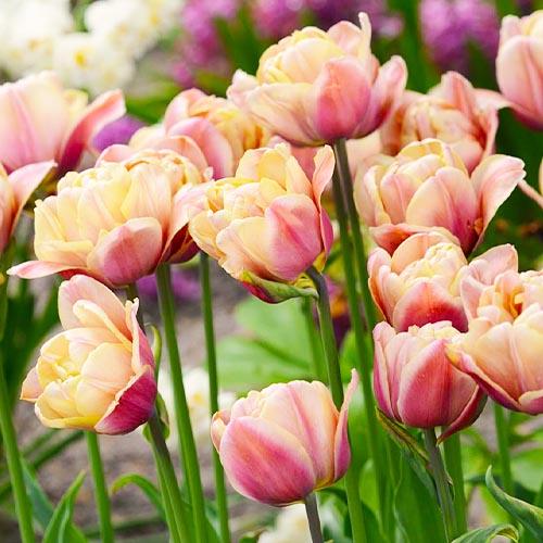 Тюльпан Florium La Belle Epoque (8033) - фото 2