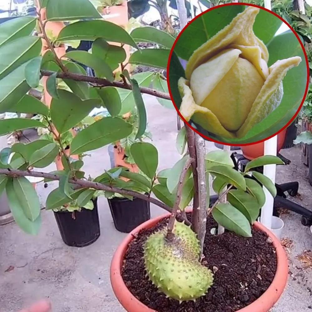 Сметанное яблоко гуанабана Annona muricata семена 5 шт. - фото 3