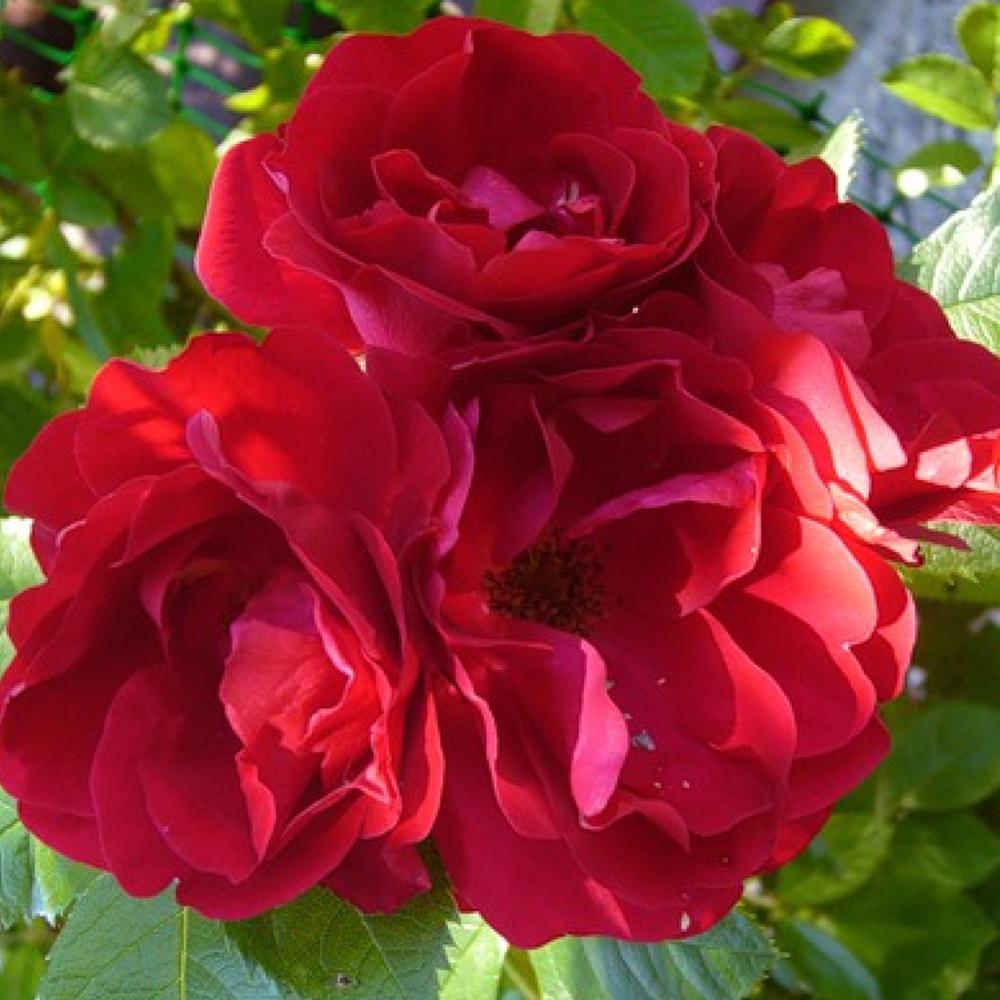 Саженец плетистых роз Фламентант (14966113)