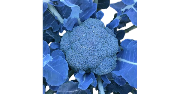 Насіння Капуста Брокколі Clause VAVYLON F1 2 500 шт. (1980218229)