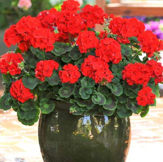 Насіння Пеларгонія червона Професійне насіння ТД Гекса-Україна 02-04-023 0,04 г (IR002900)