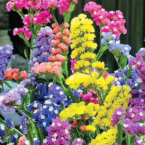 Семена Кермек Florium Пасифик смесь (4331)