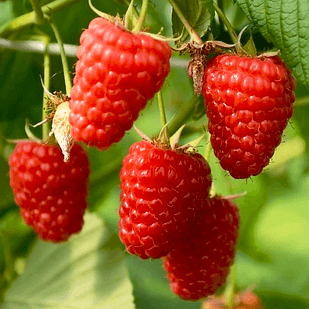 Саженец малины ремонтантной крупноплодная промышленная (1033636717)