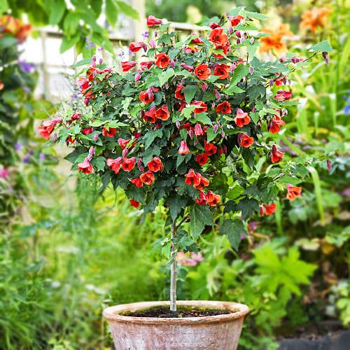 Семена Абутилон Florium (3405)