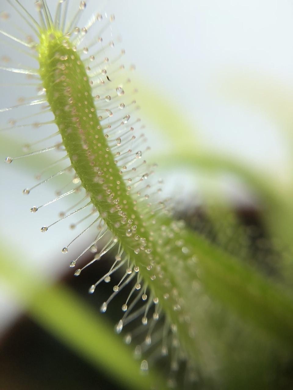 Рослина хижак росичка Капська AlienPlants Drosera Capensis (SUN0011CP) - фото 2