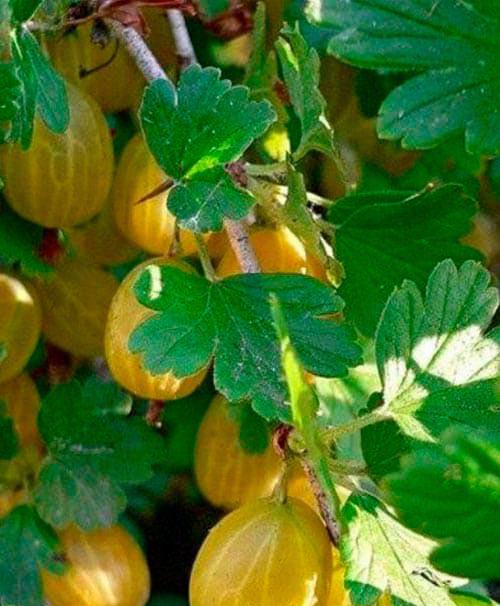 Сажанец LMTD Крыжовник на штамбе Yellow ball вазон С2 (184312) Сажанец LMTD Крыжовник на штамбе Yellow ball вазон С2 (184312)