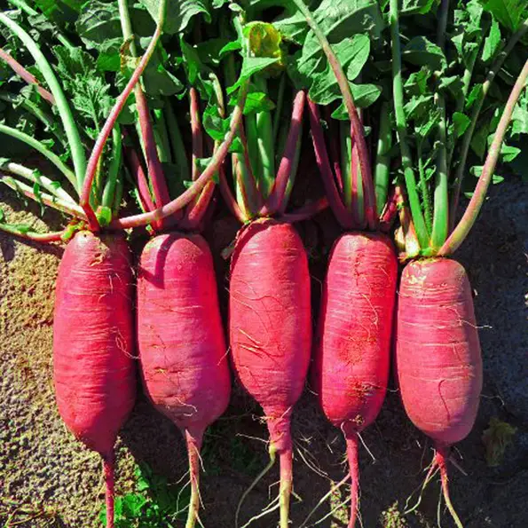 Семена Дайкон Китайский розовый  3 г 250 шт. позднеспелый (RS-00914)