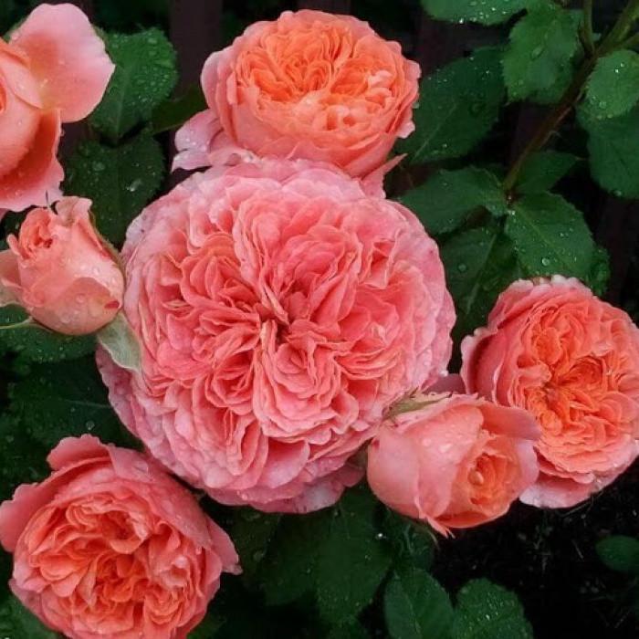 Роза Velet Mamie Dittiere Шраб (2558773482)