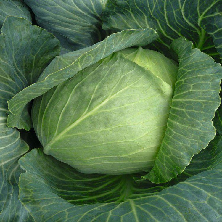 Насіння капусти білоголова Bejo Zaden Бронко 100 шт. (39081) Насіння капусти білоголова Bejo Zaden Бронко 100 шт. (39081)