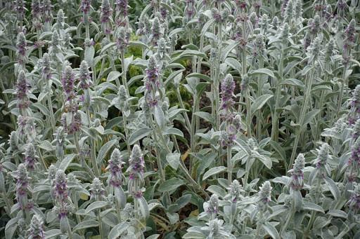 Саджанець Чистець шерстистий в контейнері 0,5 л