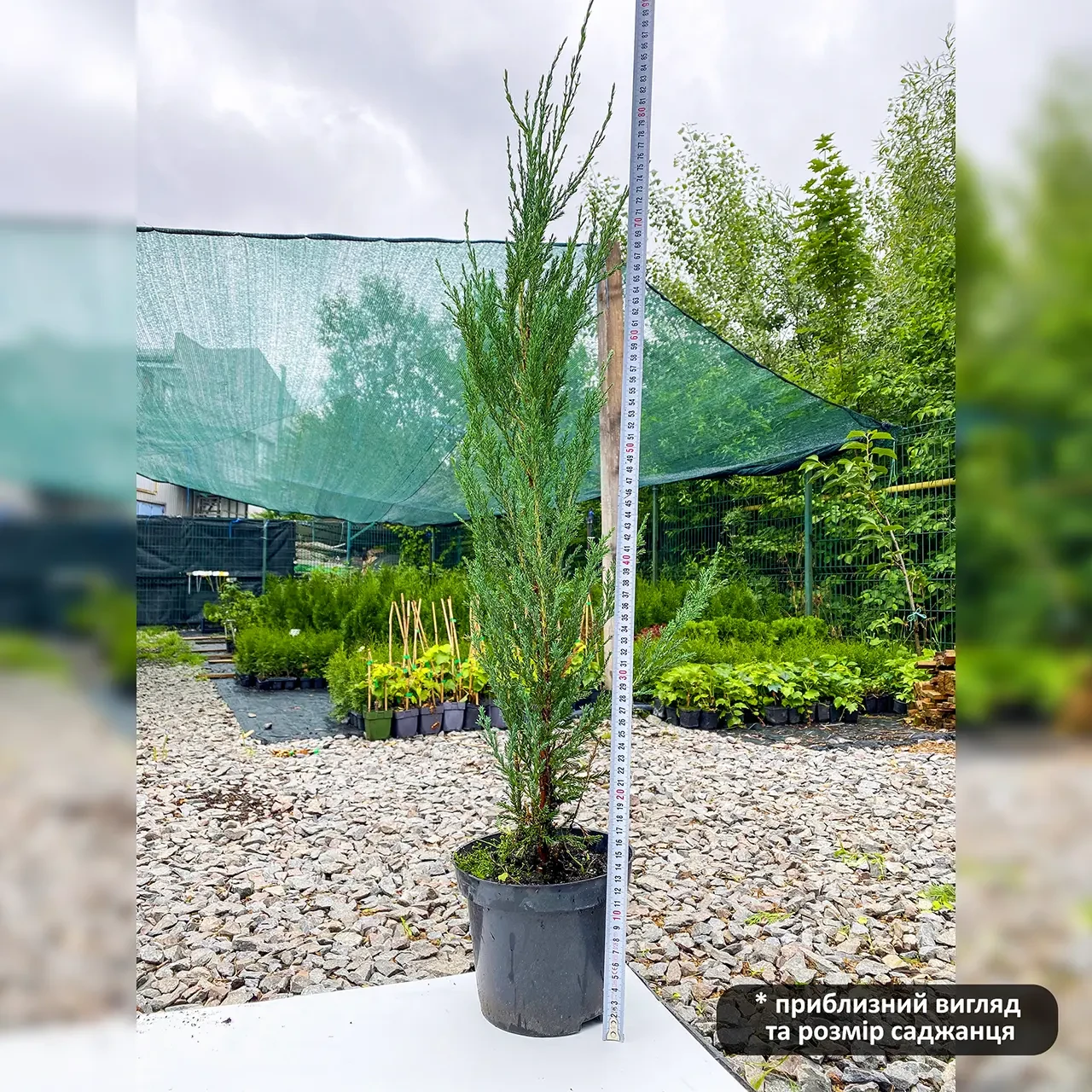 Саджанець ялівцю скельного Juniperus scopulorum Blue Arrow С2 (1656828443) - фото 6 Саджанець ялівцю скельного Juniperus scopulorum Blue Arrow С2 (1656828443) - фото 6